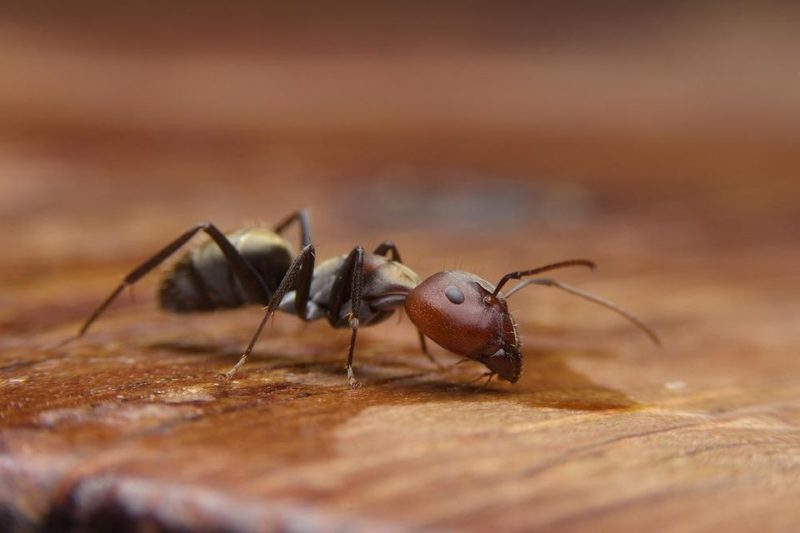 How Do Ants Survive the Winter? - Pest Detective