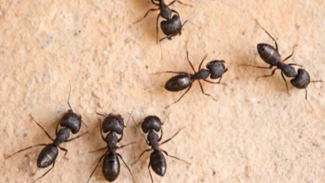 Carpenter Ant Infestation Everything You Need To Know Pest Detective