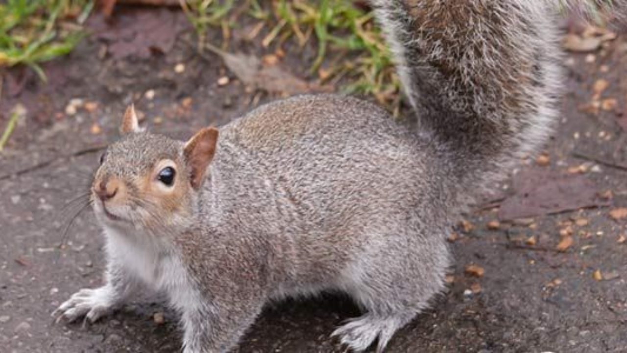 Noises in the Attic? Have Grey Squirrels moved into Your Loft Space?