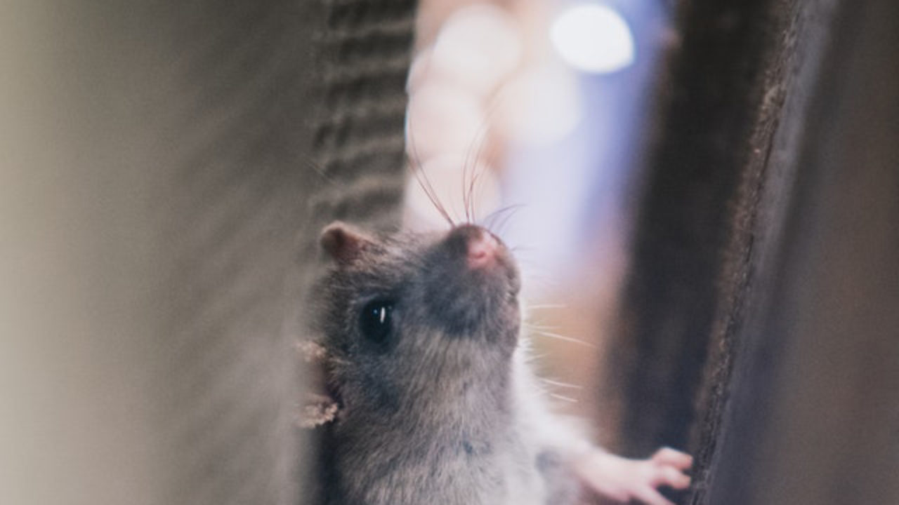 If I Relocate a Live Rat, Will it Live?