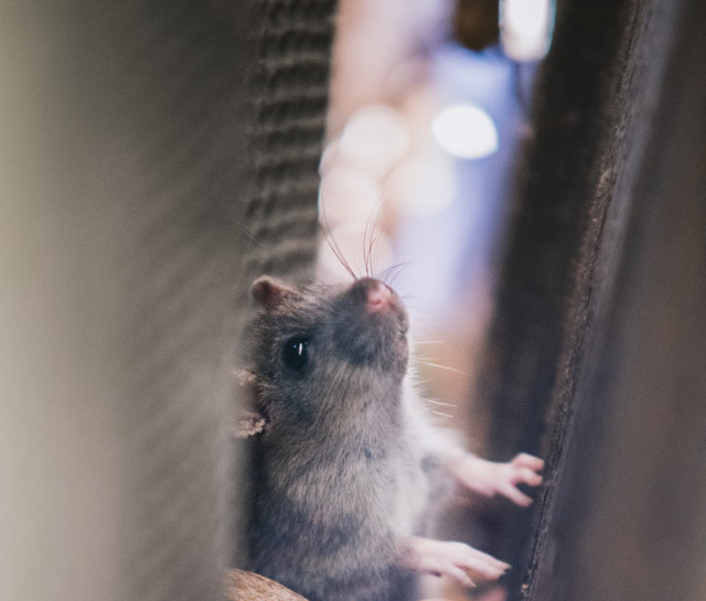 Little-Known Ways Mice Can Sneak Into Your Elizabeth City Home