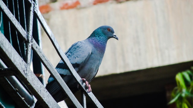 How to Keep Pigeons Off Your Balcony - Pest Detective