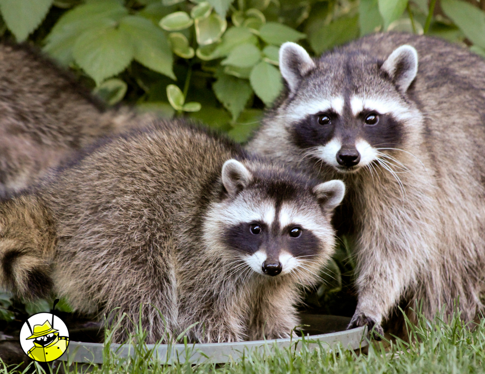 What To Do If You Think You Have A Raccoon Infestation - Pest Detective