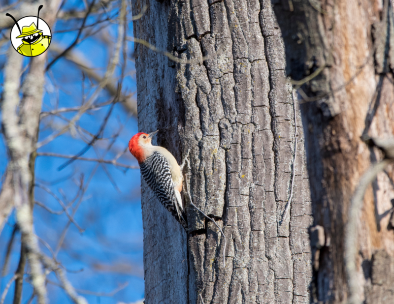 Three Things You Can Do To Keep Woodpeckers From Your Home   Pest Blog Photos 7 800x618 